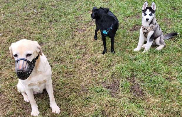 Wie heißt dein Hund?-Beitrag-Bild