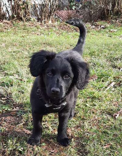 Mischlinge raten - Rätselspaß-Beitrag-Bild