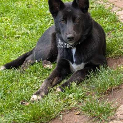 Mischlinge raten - Rätselspaß-Beitrag-Bild