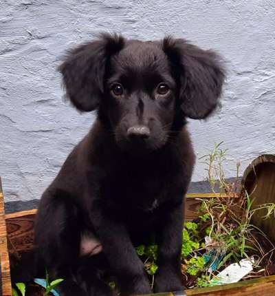 Welpen Bilder !-Beitrag-Bild