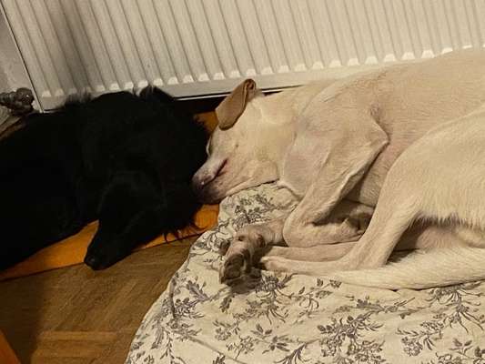 Labradorfans-Beitrag-Bild