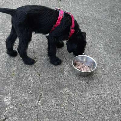Hundetreffen-Welpen treffen
