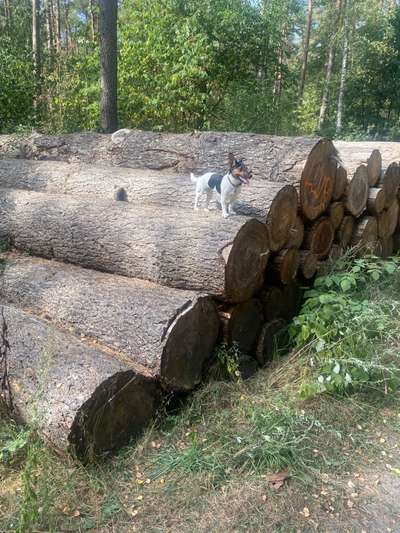 Fotowettbewerb Natur-Beitrag-Bild