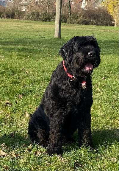 Russischer Terrier-Beitrag-Bild