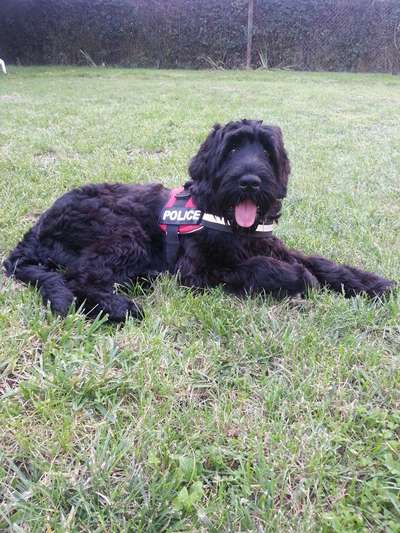 Seltene Rassen!-Beitrag-Bild