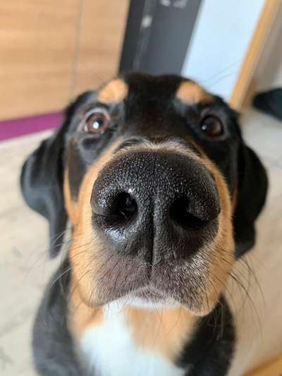 CHALLENGE NR. 19 - Der Hundeblick-Beitrag-Bild