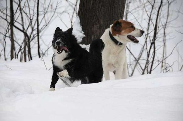 Dein Hund im Dogorama-Kalender 2021-Beitrag-Bild