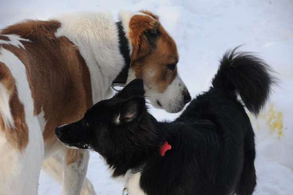 Dein Hund im Dogorama-Kalender 2021-Beitrag-Bild