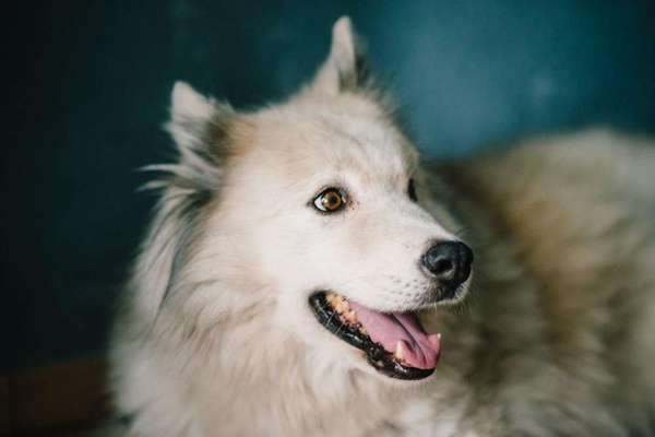 Dein Hund im Dogorama-Kalender 2021-Beitrag-Bild