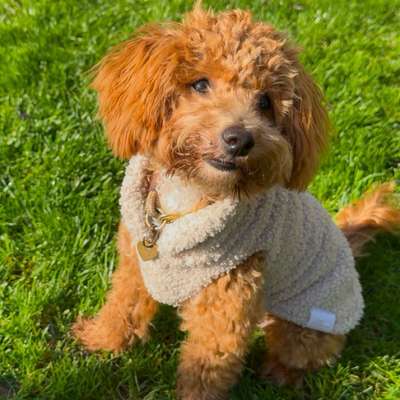Hundetreffen-Gemeinsames Spielen und Üben-Bild