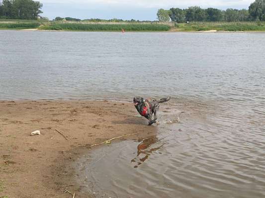 TierschutzhundeStammtisch🐕-Beitrag-Bild