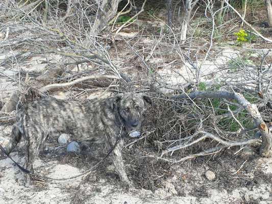 TierschutzhundeStammtisch🐕-Beitrag-Bild