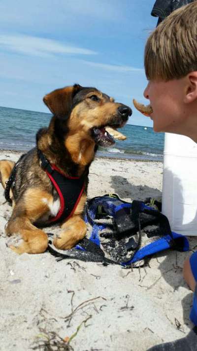 TierschutzhundeStammtisch🐕-Beitrag-Bild