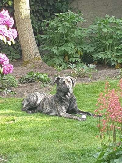 TierschutzhundeStammtisch🐕-Beitrag-Bild