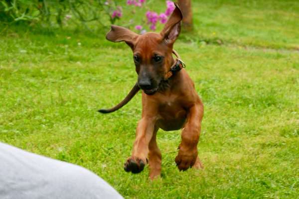 Hundetreffen-Welpentreffen-Bild