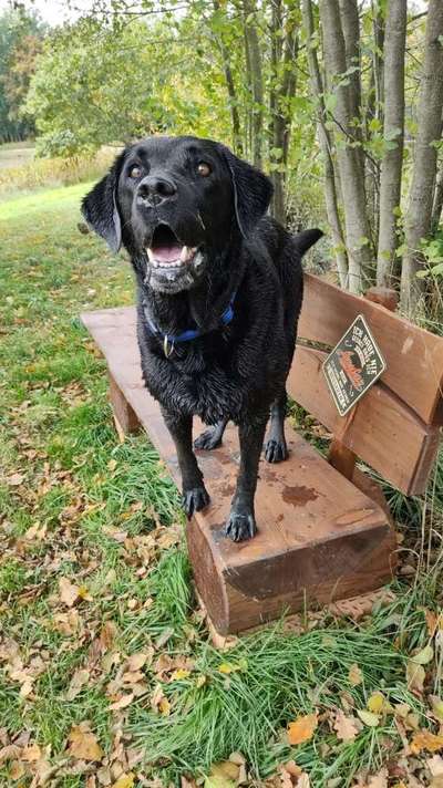 Dogorama Photo Challenge - Gassipause-Beitrag-Bild