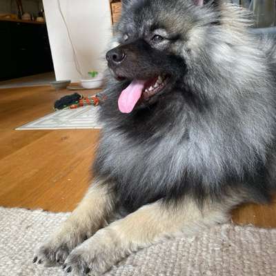 Hundetreffen-Treffen zum spielen und/oder spazieren gehen-Bild
