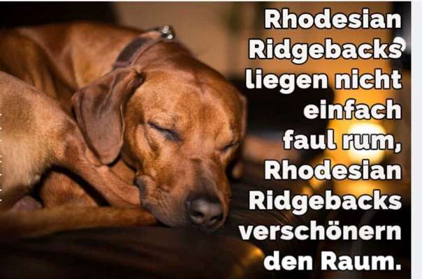 Rhodesian Ridgeback-Beitrag-Bild