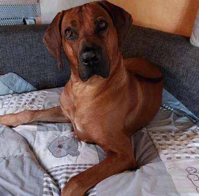 Rhodesian Ridgeback-Beitrag-Bild