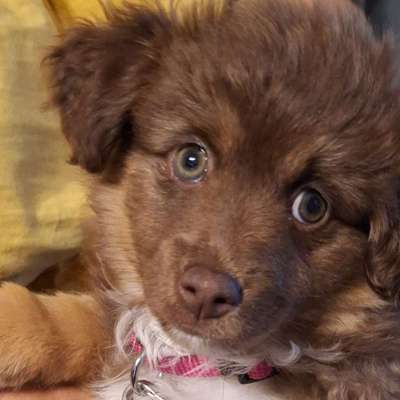 Hundetreffen-Suche Spielpartner in meinem Alter