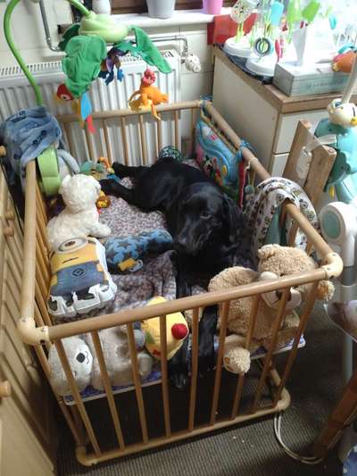 Junghund mit Beißtrieb beim spielen od.gassi gehen...-Beitrag-Bild