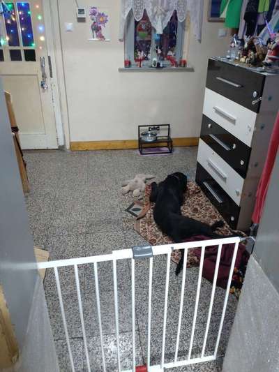 Junghund mit Beißtrieb beim spielen od.gassi gehen...-Beitrag-Bild