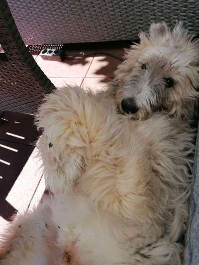 Die Dogorama Kalender Challenge 4/4-Beitrag-Bild