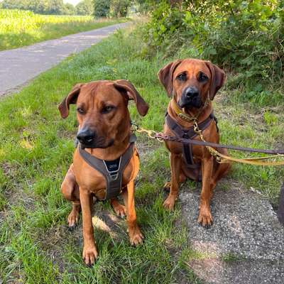 Hundetreffen-Rhodesien Ridgeback Treffen-Bild