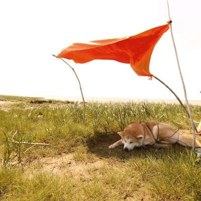 Hundetreffen-Sozial Walk-Bild