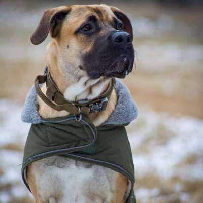 Hundetreffen-Gassi & Spielpartner gesucht 🐾-Bild