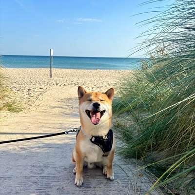 Hundetreffen-Hundekontakte-Bild