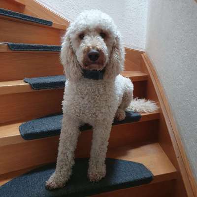 Goldendoodle?-Beitrag-Bild