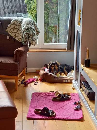 TierschutzhundeStammtisch🐕-Beitrag-Bild