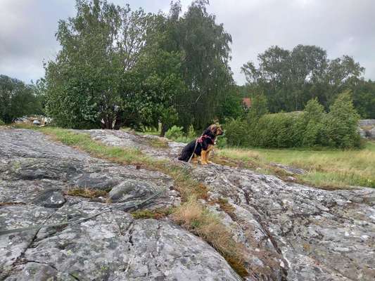TierschutzhundeStammtisch🐕-Beitrag-Bild