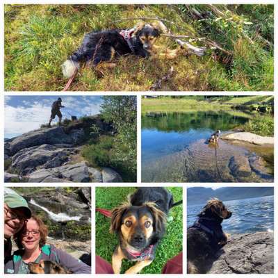 TierschutzhundeStammtisch🐕-Beitrag-Bild