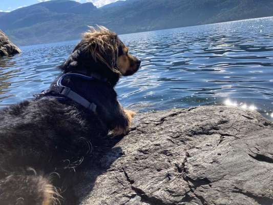 TierschutzhundeStammtisch🐕-Beitrag-Bild