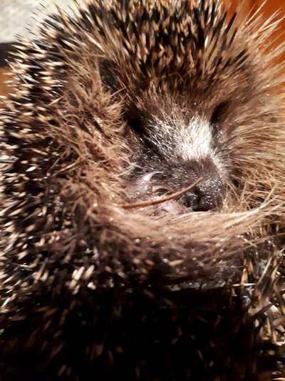 TierschutzhundeStammtisch🐕-Beitrag-Bild