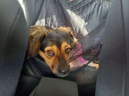 TierschutzhundeStammtisch🐕-Beitrag-Bild