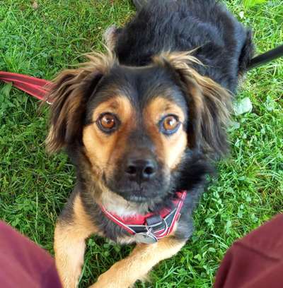 TierschutzhundeStammtisch🐕-Beitrag-Bild