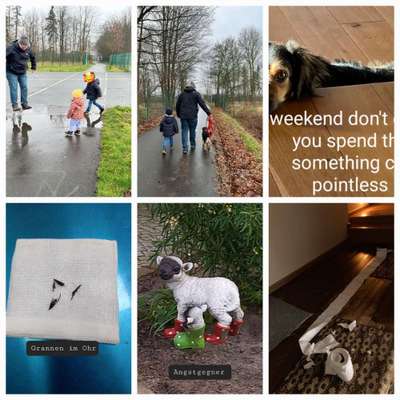 TierschutzhundeStammtisch🐕-Beitrag-Bild