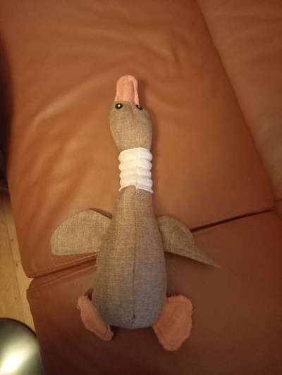 TierschutzhundeStammtisch🐕-Beitrag-Bild