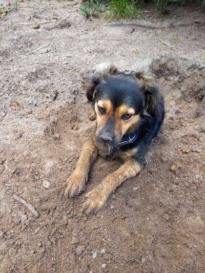 TierschutzhundeStammtisch🐕-Beitrag-Bild