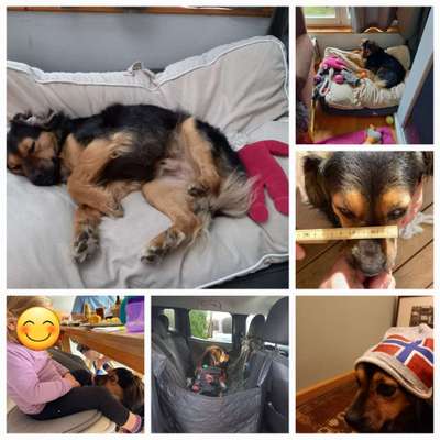 TierschutzhundeStammtisch🐕-Beitrag-Bild