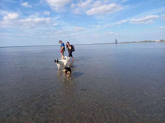 TierschutzhundeStammtisch🐕-Beitrag-Bild