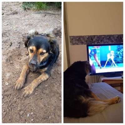 TierschutzhundeStammtisch🐕-Beitrag-Bild