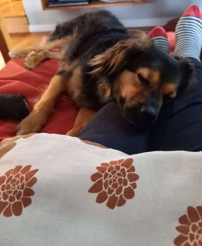 TierschutzhundeStammtisch🐕-Beitrag-Bild