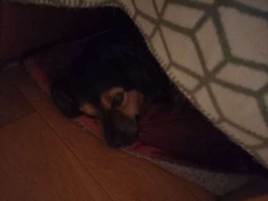 TierschutzhundeStammtisch🐕-Beitrag-Bild