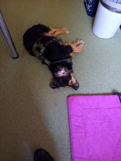 TierschutzhundeStammtisch🐕-Beitrag-Bild