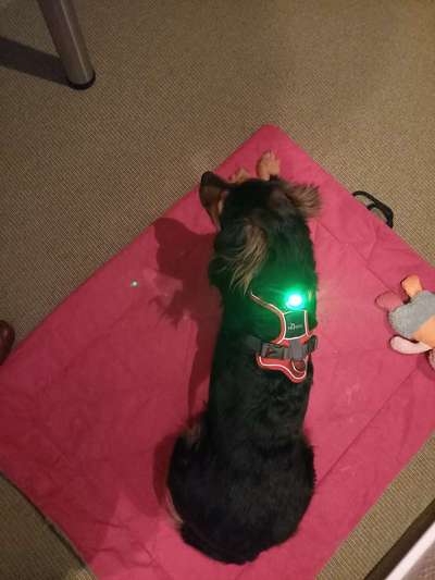 TierschutzhundeStammtisch🐕-Beitrag-Bild