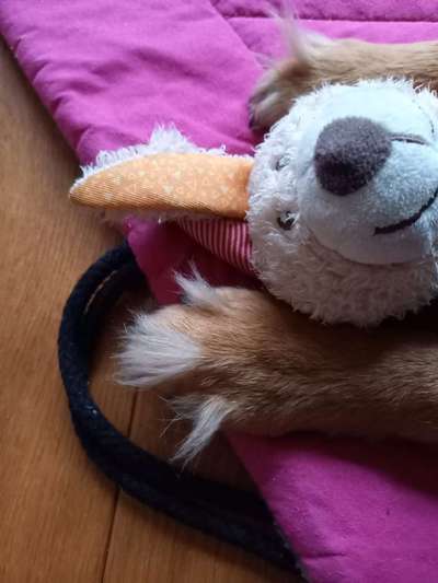 TierschutzhundeStammtisch🐕-Beitrag-Bild